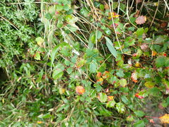 Berberis morrisonensis