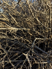 Prunus fasciculata