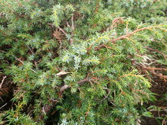 Juniperus formosana