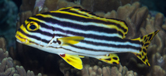 Plectorhinchus vittatus