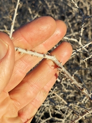 Prunus fasciculata