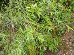 Trichophorum subcapitatum