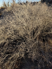 Prunus fasciculata