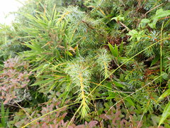 Juniperus formosana