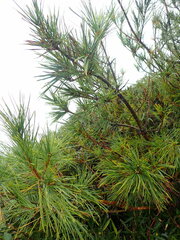 Pinus morrisonicola