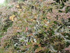 Rhododendron rubropilosum