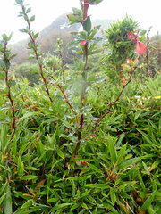 Berberis morrisonensis