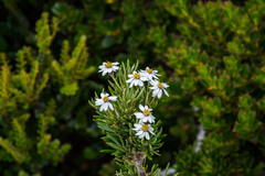 Olearia pinifolia