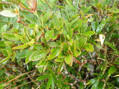 Rhododendron rubropilosum