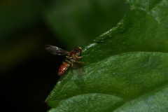 Toxomerus floralis