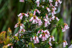 Epacris impressa