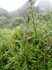 Berberis morrisonensis