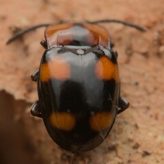 Mycetina perpulchra