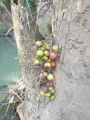 Ficus racemosa