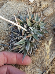 Dudleya saxosa