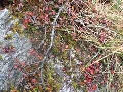 Cotoneaster apiculatus