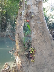 Ficus racemosa