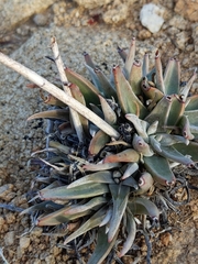 Dudleya saxosa