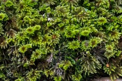 Hypnodendron
