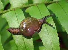 Fastosarion griseolus