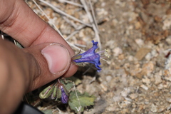 Phacelia campanularia