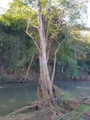 Ficus racemosa