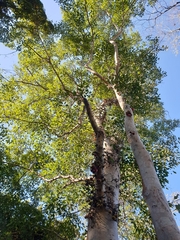Ficus racemosa