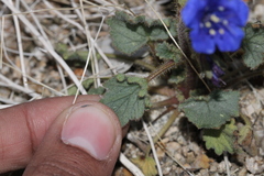 Phacelia campanularia