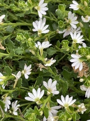 Scaevola albida