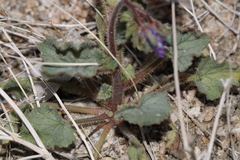 Phacelia campanularia
