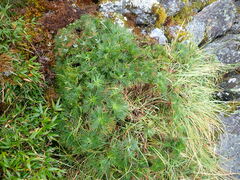 Artemisia morrisonensis