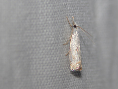 Crambus albellus