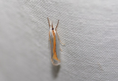 Crambus girardellus