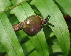 Fastosarion griseolus