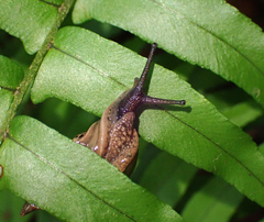 Fastosarion griseolus