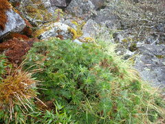 Artemisia morrisonensis