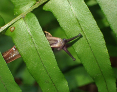 Fastosarion griseolus