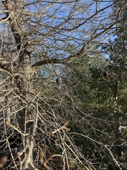 Amphibolips quercuspomiformis