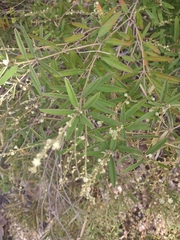Croton linearis