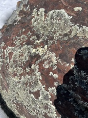 Xanthoparmelia conspersa