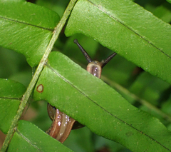 Fastosarion griseolus