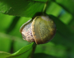 Fastosarion griseolus