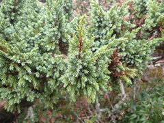Juniperus morrisonicola
