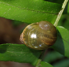 Fastosarion griseolus