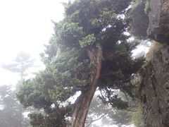 Juniperus morrisonicola