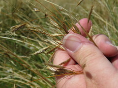 Chionochloa macra