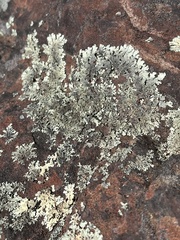 Xanthoparmelia conspersa