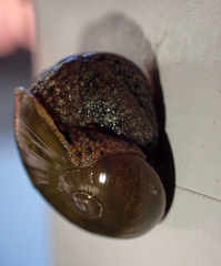 Fastosarion griseolus