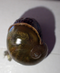 Fastosarion griseolus