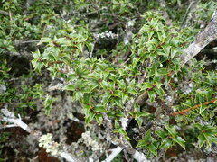 Ilex bioritsensis